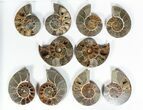 Lot: - Thick Ammonite (Anapuzosia) Pairs - Pairs #77106-2
